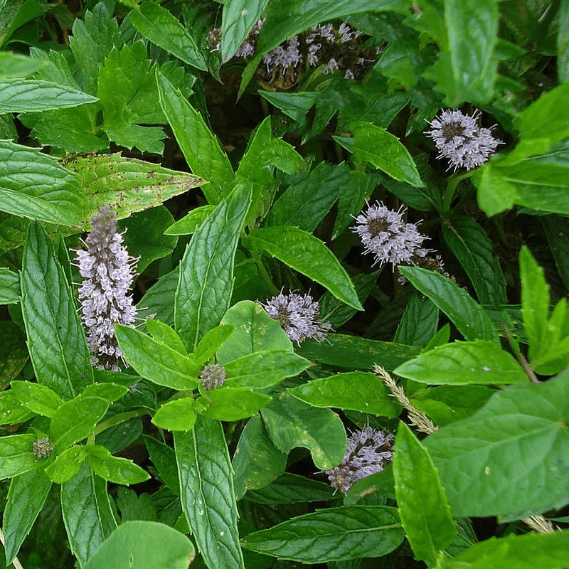 Des images de diff�rentes plantes